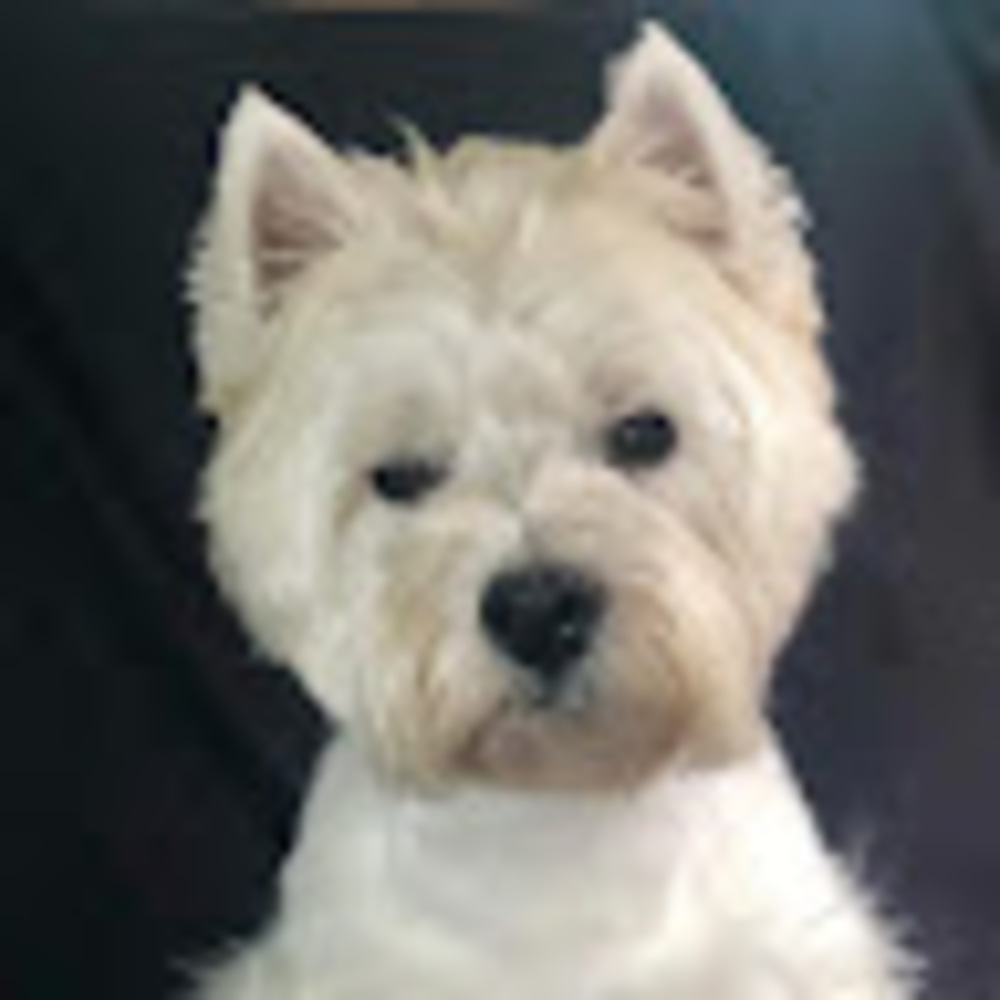 Meet your Posher, Monica